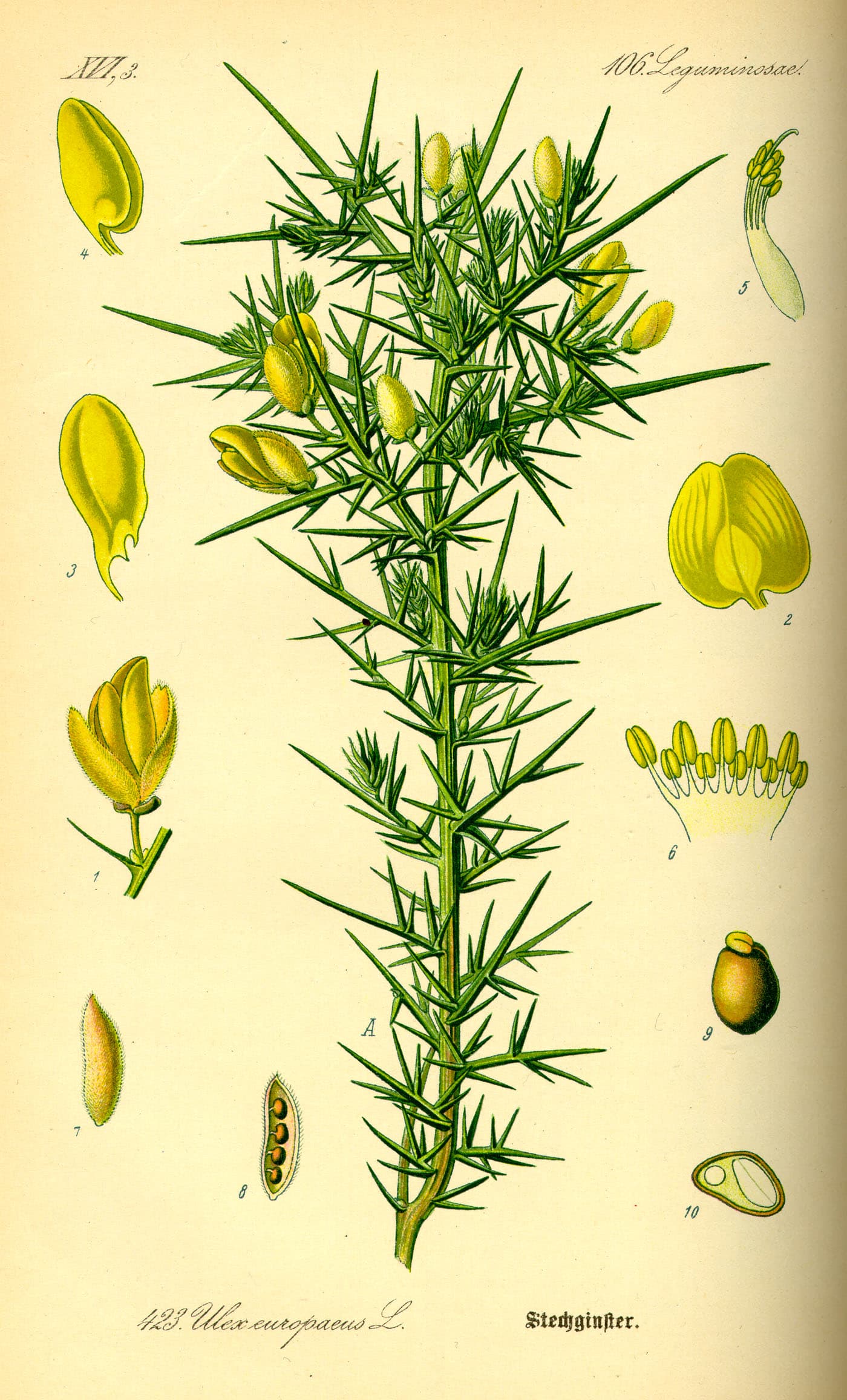 An 1885 botanical chromolithograph of Ulex europaeus, gorse, with flower dissections.