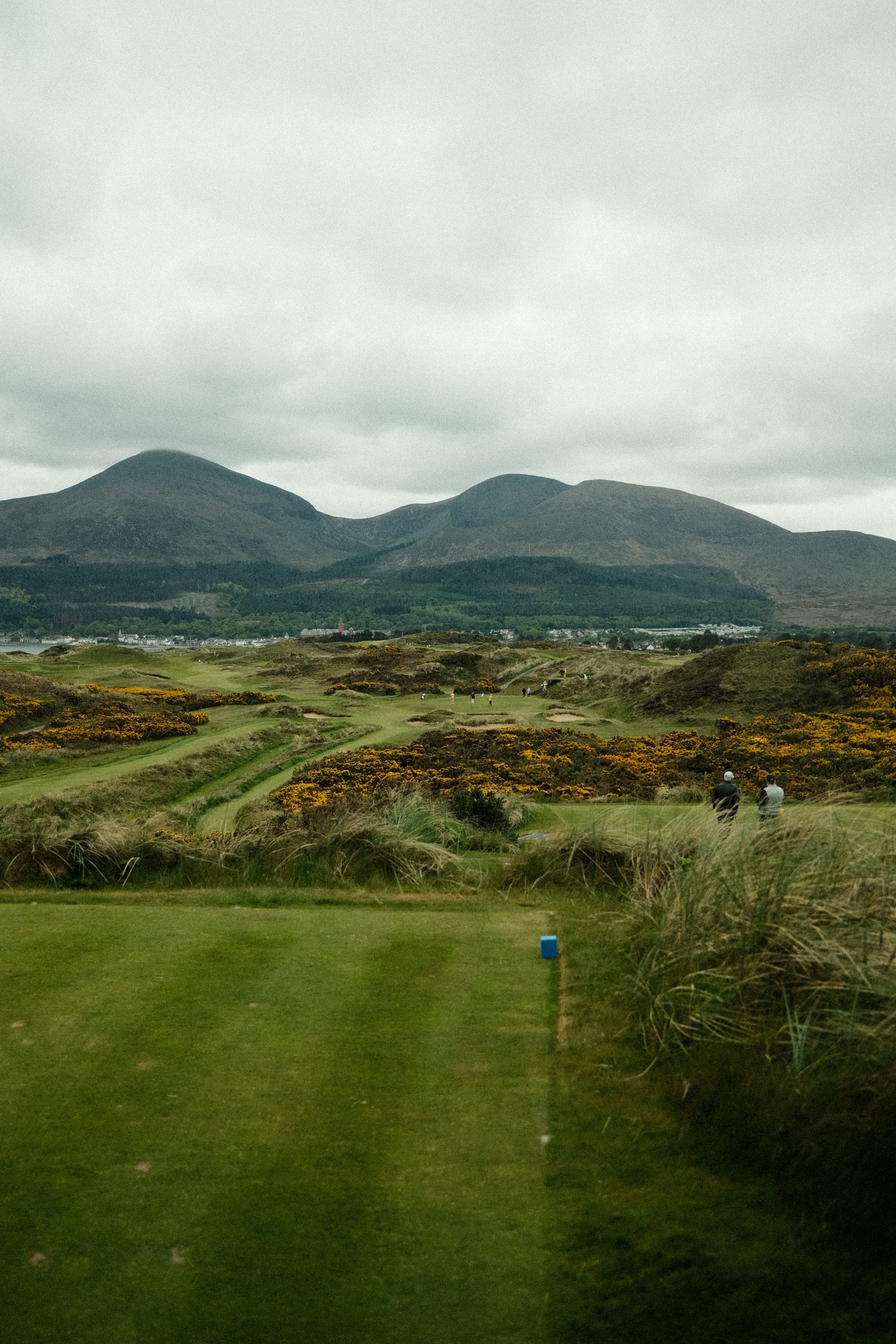 Fairways lined with gorse in full yellow bloom, mountains rising behind.